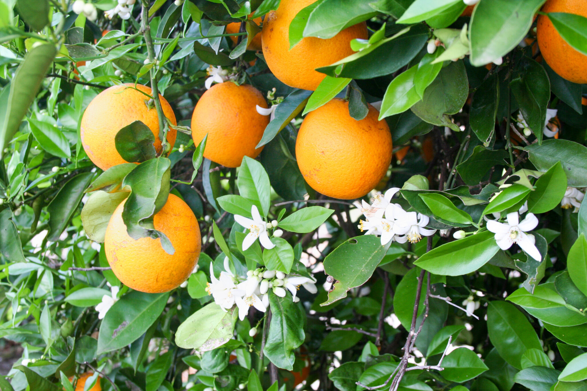 Images groves orange close up 2048x1365 3