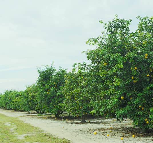 Florida Citrus Industry